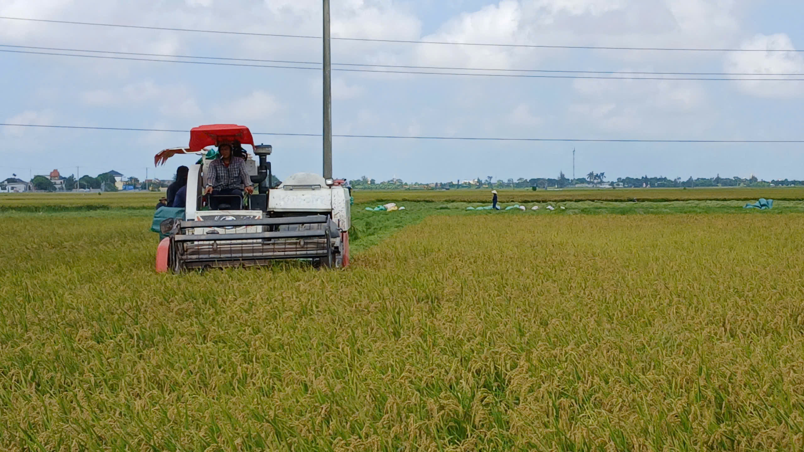 Nông dân xã Ái Quốc tập trung thu hoạch lúa Xuân