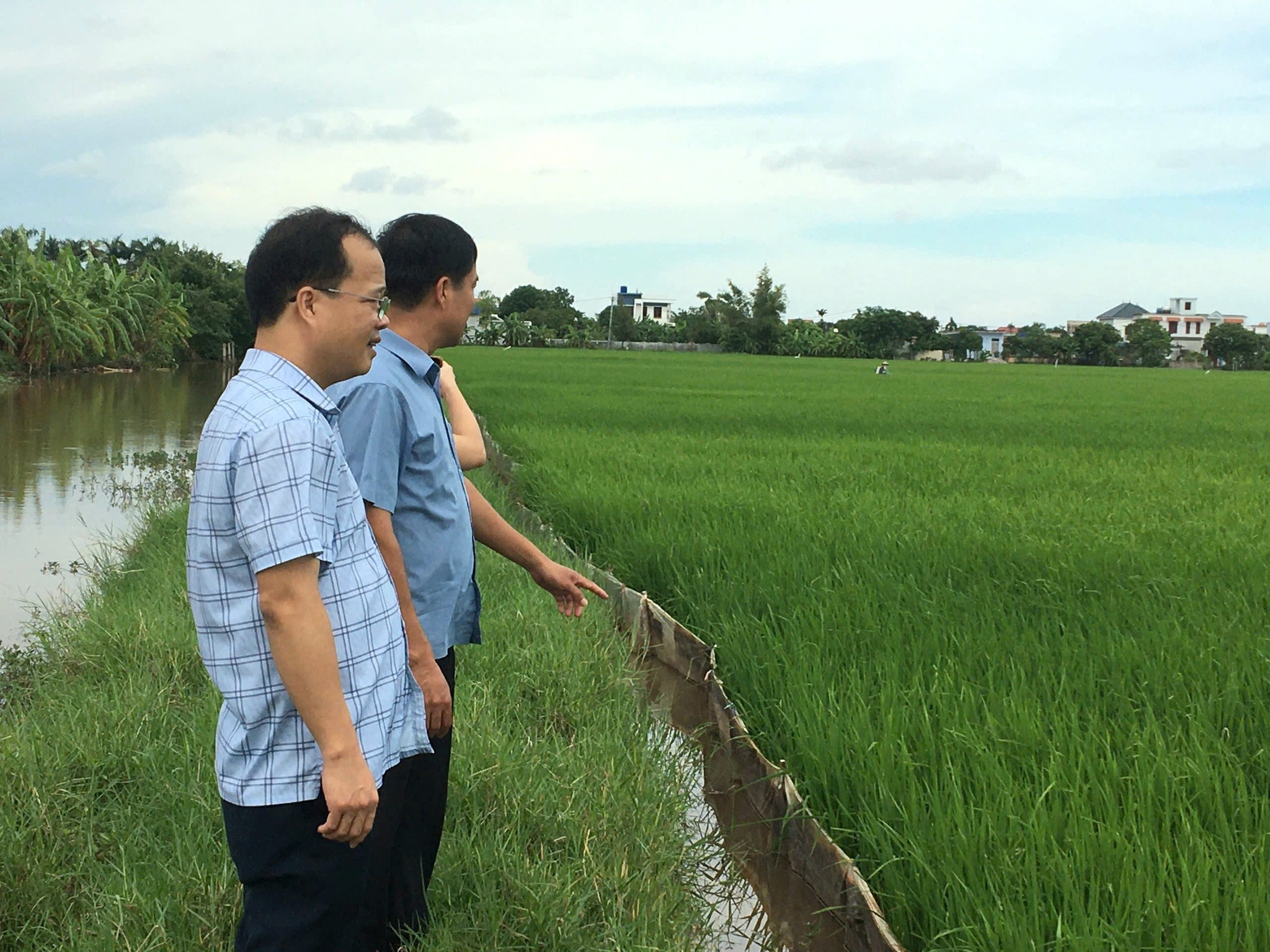 Lãnh đạo xã Ái Quốc kiểm tra đồng ruộng, chỉ đạo phòng trừ sâu bệnh hại lúa mùa