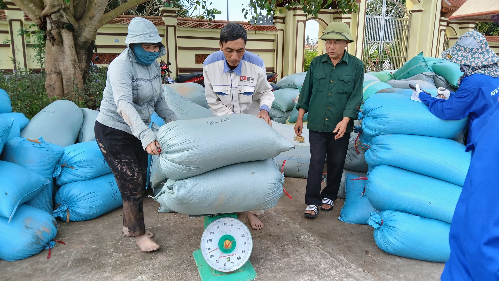 HTXDVNN Tây Phong tổ chức thu mua thóc giống DS1 cho bà con nông dân