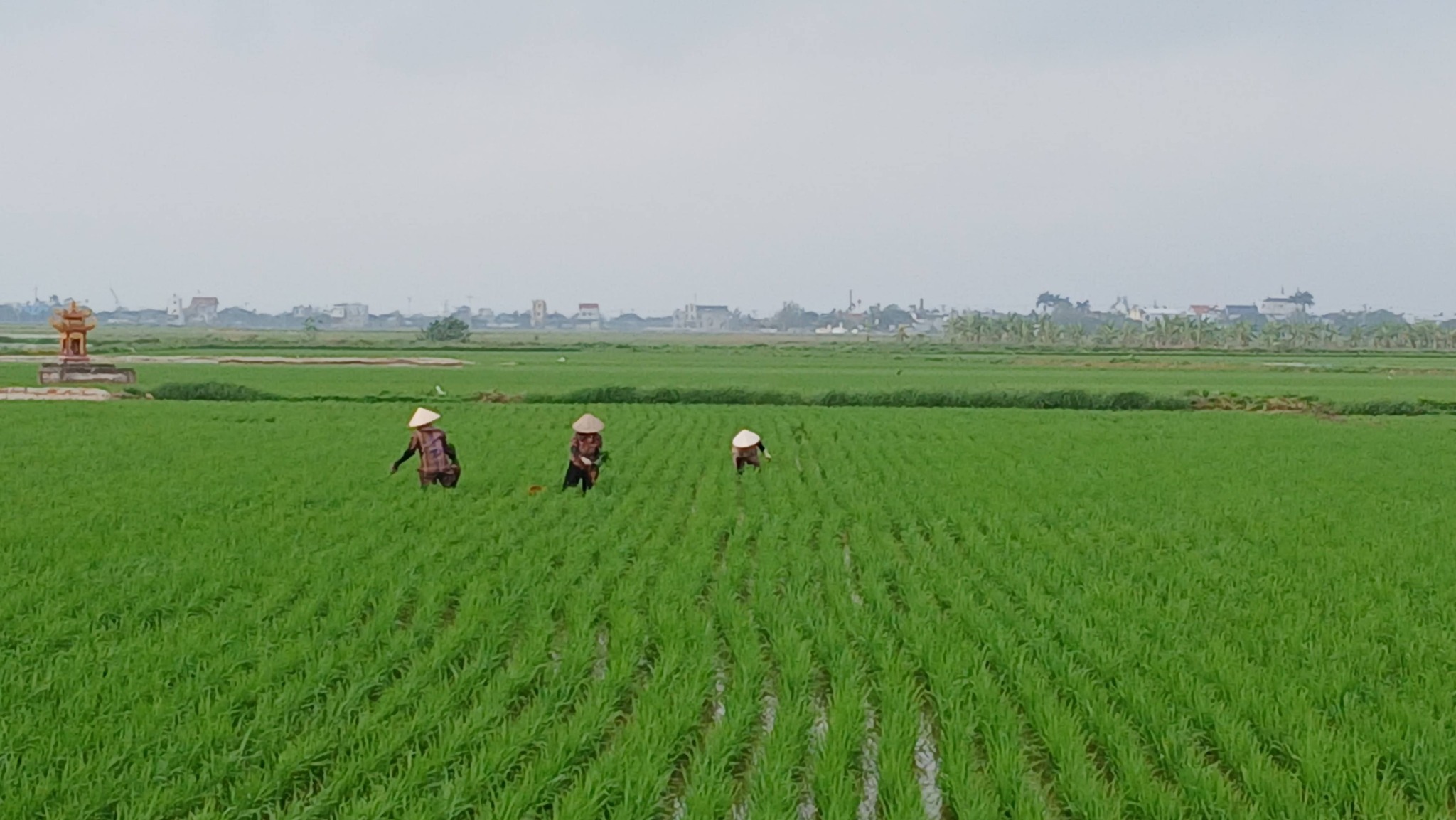 Nông dân xã Ái Quốc tích cực chăm sóc và bảo vệ lúa xuân