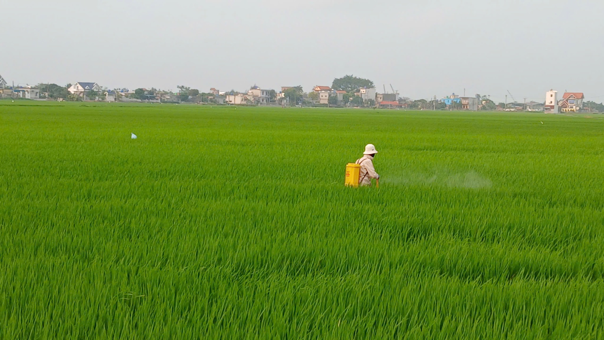 Phát động nông dân tập trung phòng trừ sâu bệnh bảo vệ lúa xuân